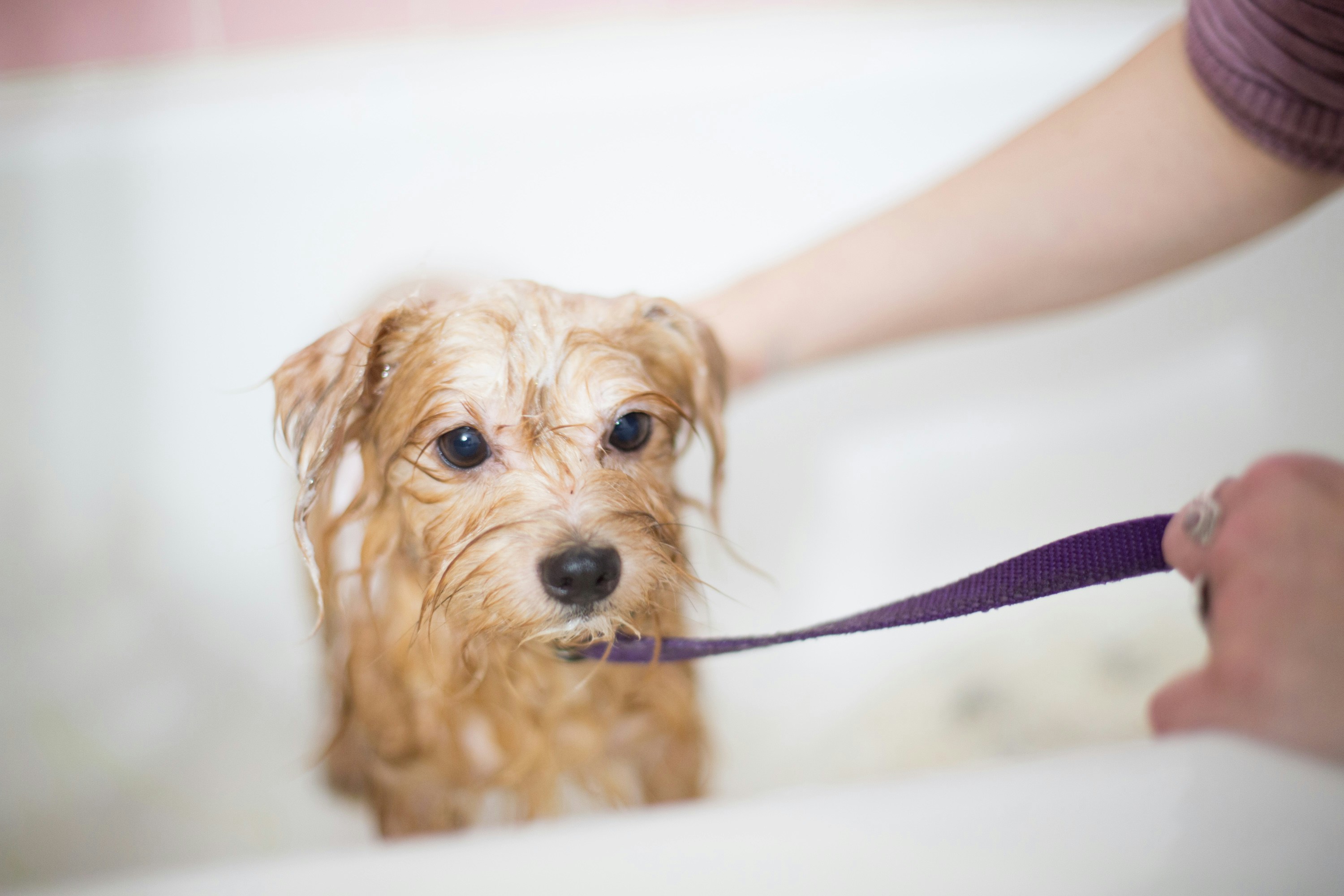 a wet dog in the bathtub