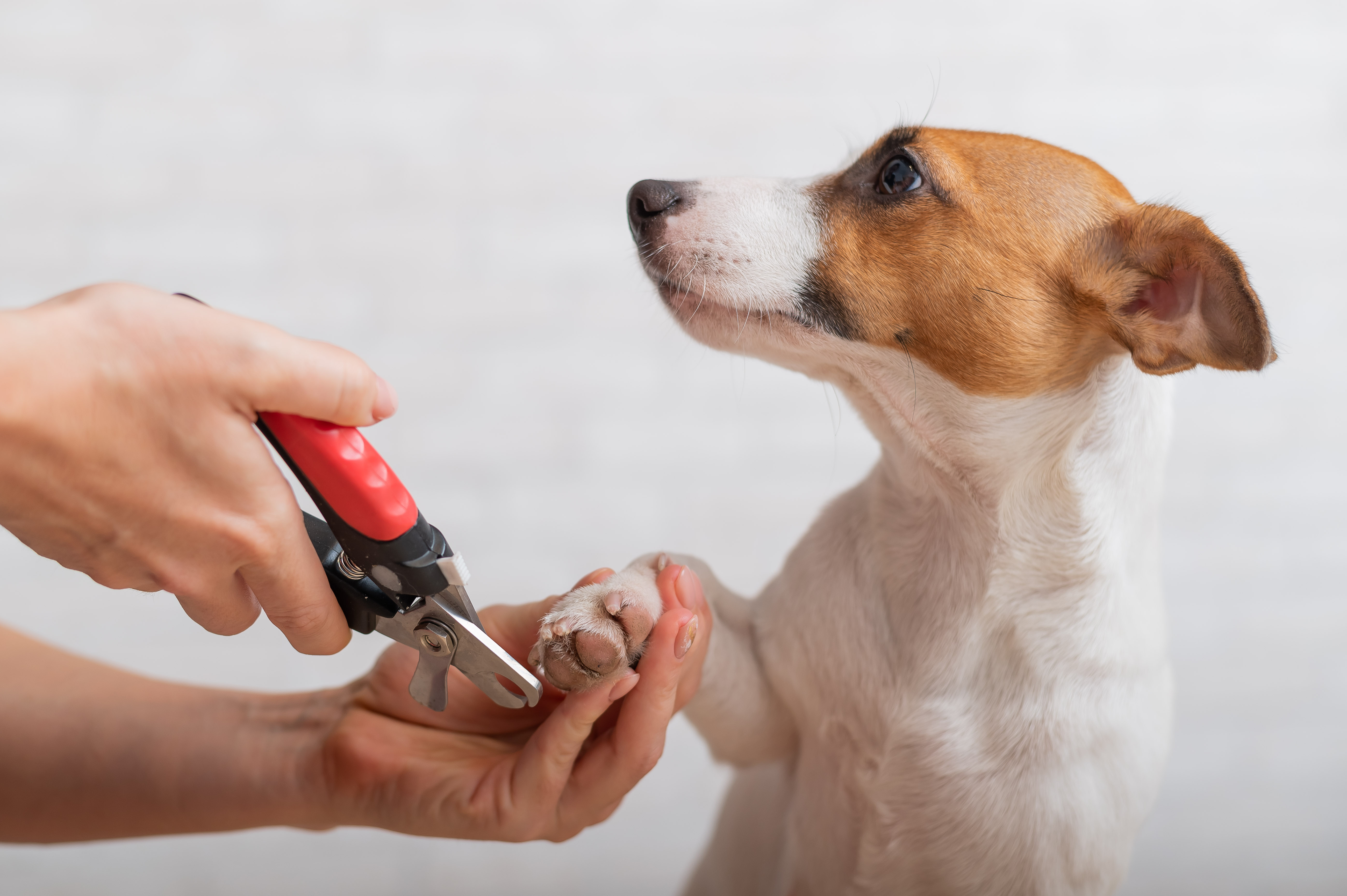a dog is getting nail trim